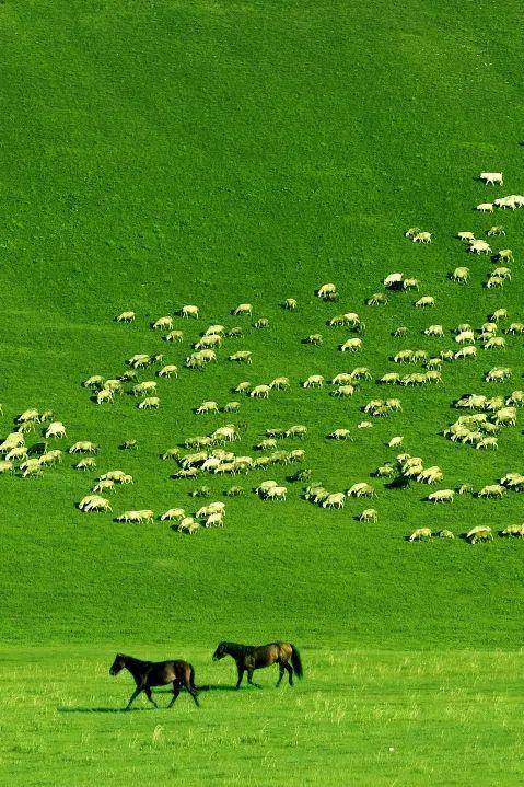 呼伦贝尔,草原之珠的魅力探秘与发现之旅