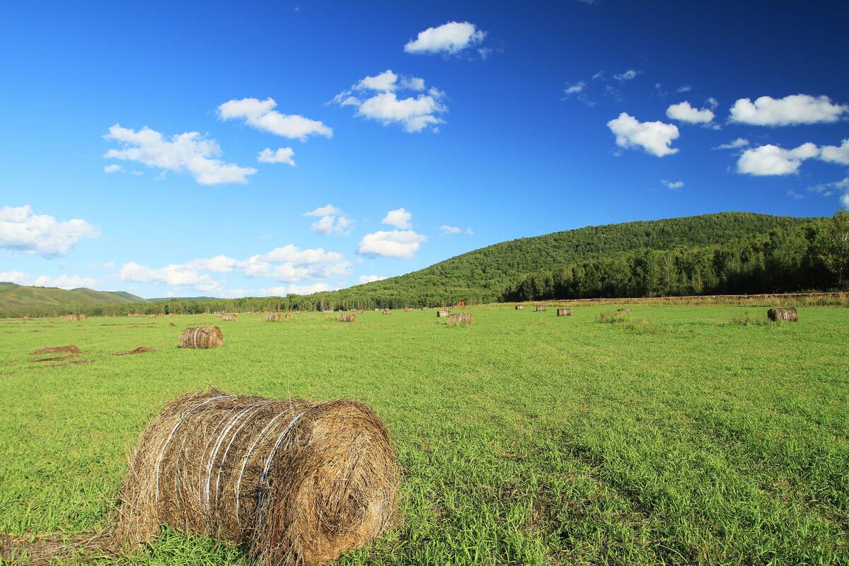 呼伦贝尔,草原之珠的魅力探秘与发现之旅